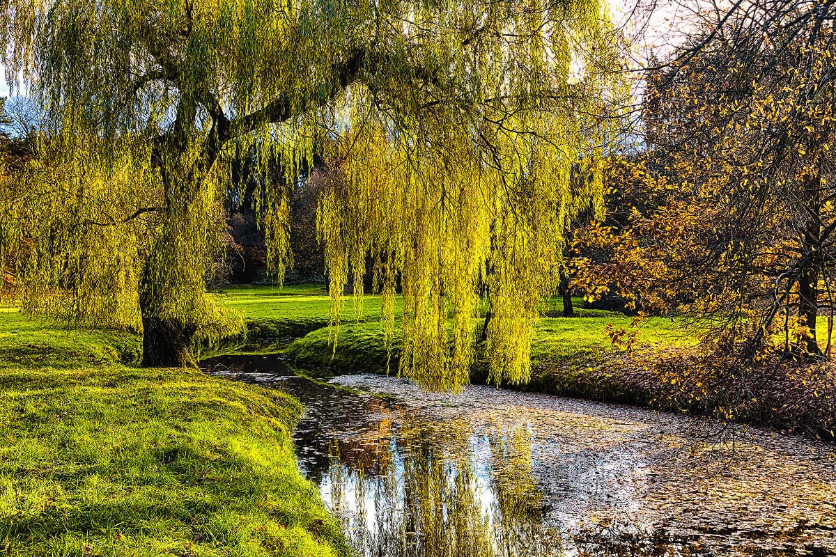 Willow Tree Rejuvenation Pruning and Young Tree Care in Orlando