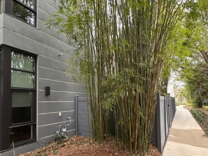 Overgrown bamboo along fence line
