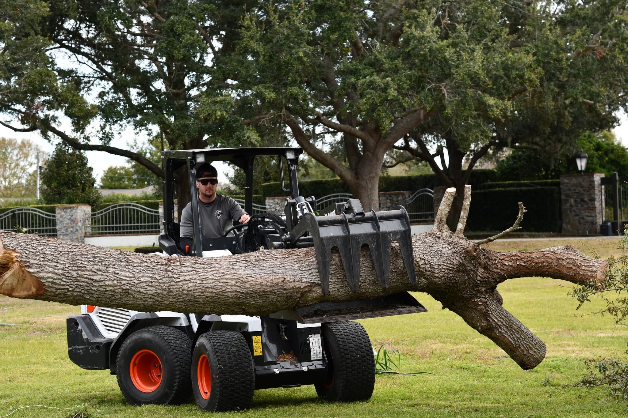 Professional Tree Service in Orlando